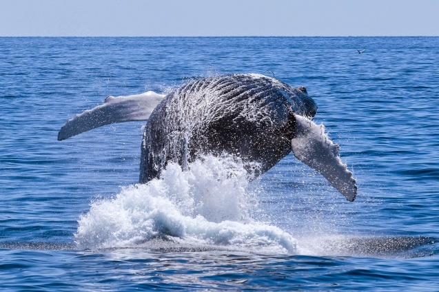 Humpback Whale