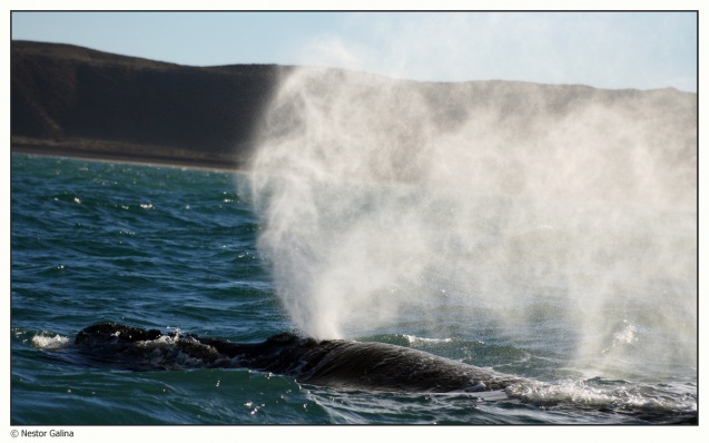 Blowing whale
