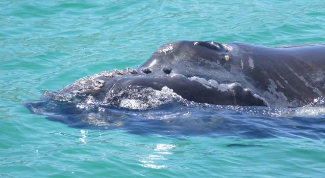 Southern Right Whale