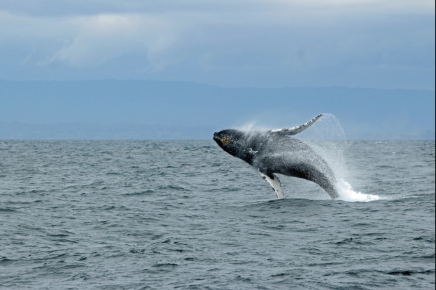 Whale jumping