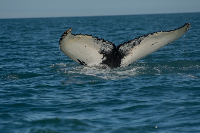 Having a whale of a time
