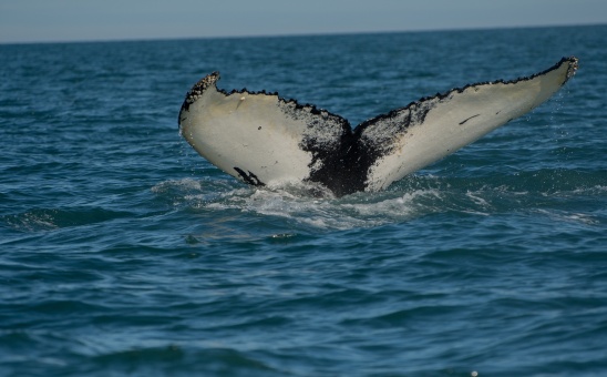 Whale Watching in South Africa - All you need to know