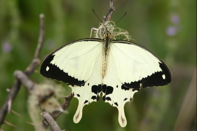 Simiens butterfly