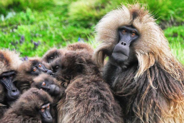 Gelada baboons in Simiens, Ethiopia