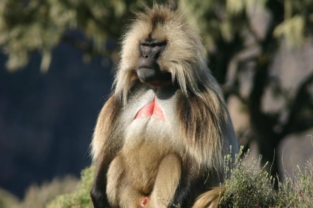 Gelada, bleeding heart baboon