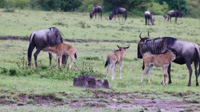 Kenya green safari