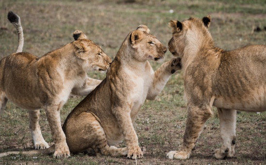 Southern Africa vs East Africa Safaris - how to choose?