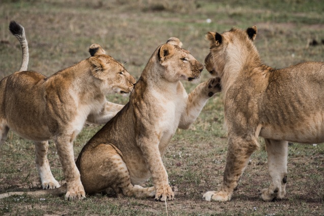 African safari lions