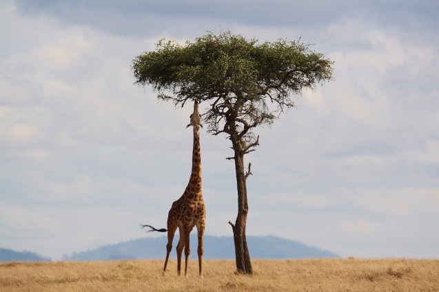 Giraffe in Kenya