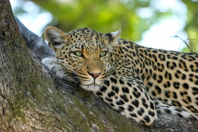 Leopard - Big Five of Africa