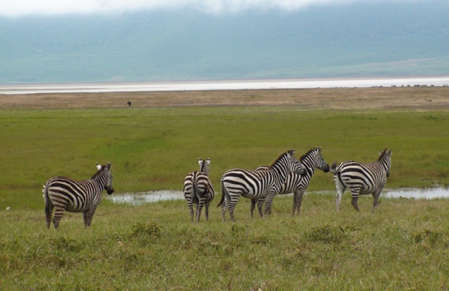 Ngorongoro Crater zebras on Tanzania Safari