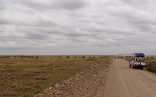 What makes a Great Migration Safari in Tanzania so remarkable?