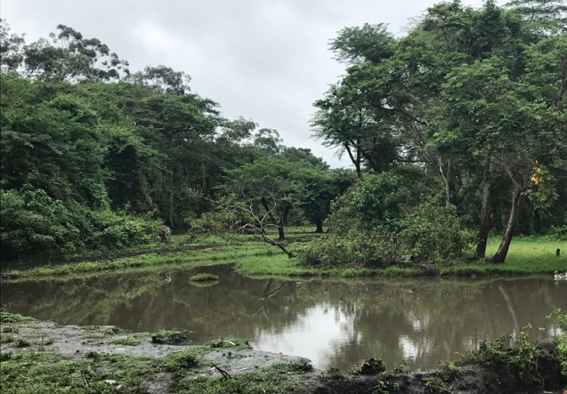 Mount Meru Lodge & Sanctuary grounds