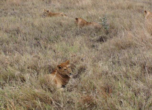 Serengeti lion pride on safari in Tanzania