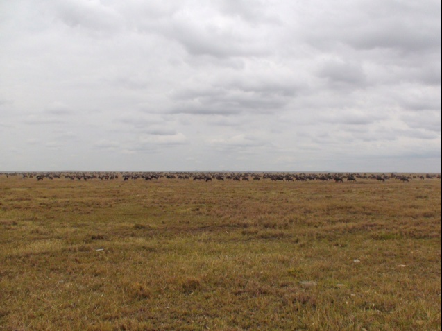 Serengeti Migration Safari