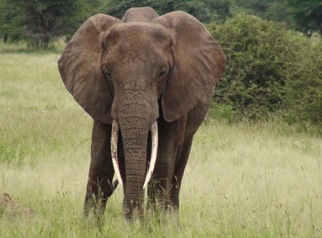 Tarangire elephant on Tanzania safari