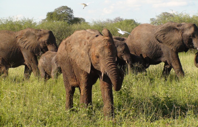 Tarangire elephants, Tanzania