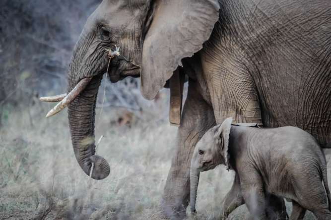 Elephants on safari