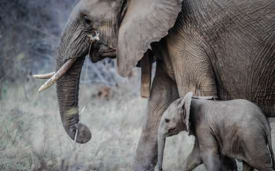 Safety Tips for Your Family Safari in Africa