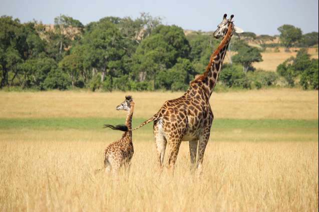 Giraffes on safari in Africa