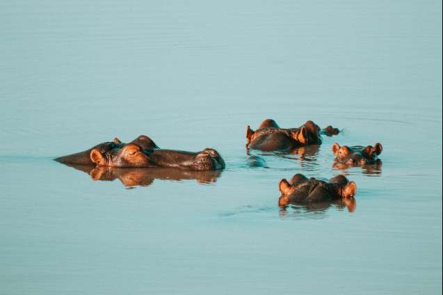 Hip, hip, hippo