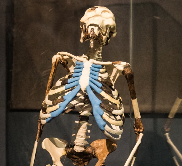 Lucy in National Museum of Ethiopia