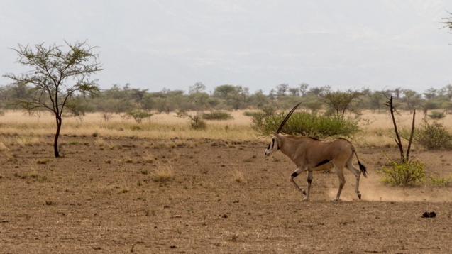 Oryx beisa, Awash National Park