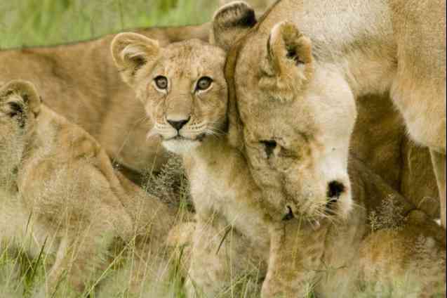 Serengeti lions