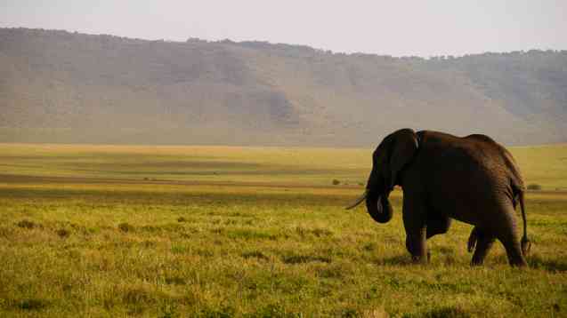 Tanzania safari elephant