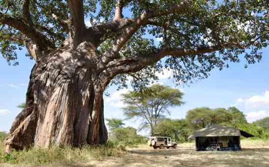 How Much Does a Tanzania Safari Cost?