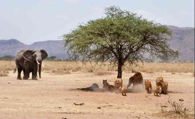 Tanzania safari wildlife