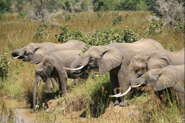 Mikumi elephant herd, Tanzania safari