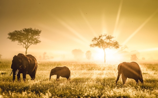 Why Tanzania Safaris in the Southern Parks are Some of the Best in Africa