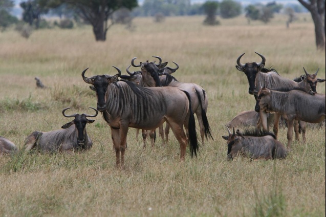 Mikumi wildebeest, Tanzania