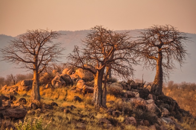 Ruaha National Park baobabs