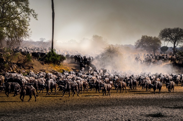Ruaha buffalo herd