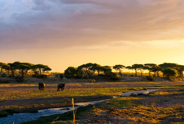 Ruaha elephants