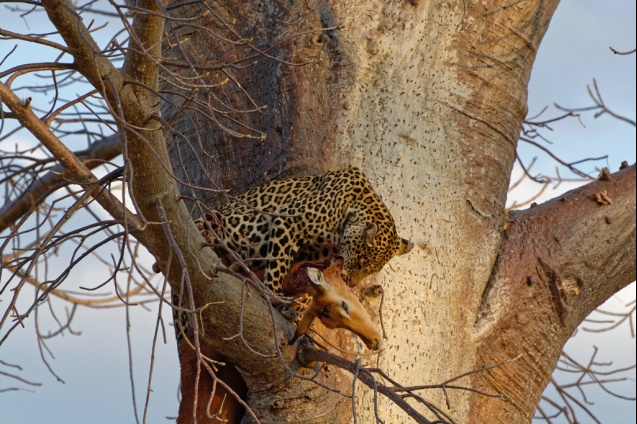 Ruaha leopard, south Tanzania