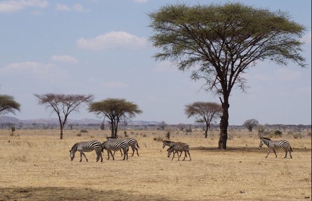 Ruaha zebras