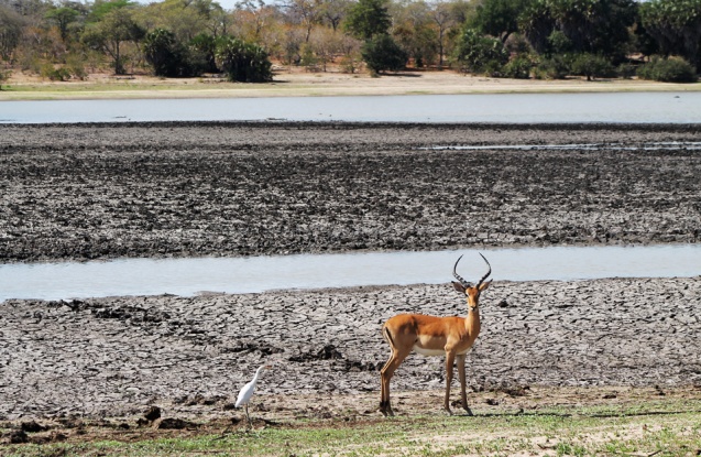 Selous wildlife safari