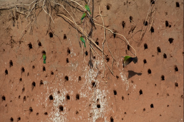 Selous birdlife, Tanzania