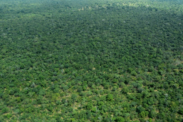 Selous forests, south Tanzania