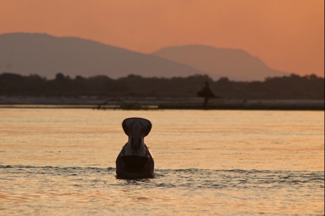 Selous safari hippo, south Tanzania