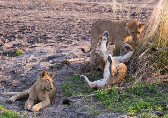 Selous Game Reserve lions