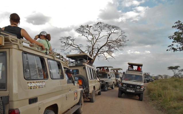 Traffic jam in Serengeti