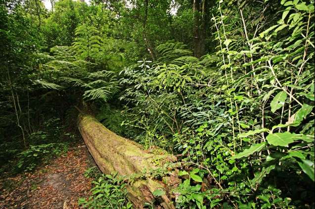 Knysna Forest, Garden Route