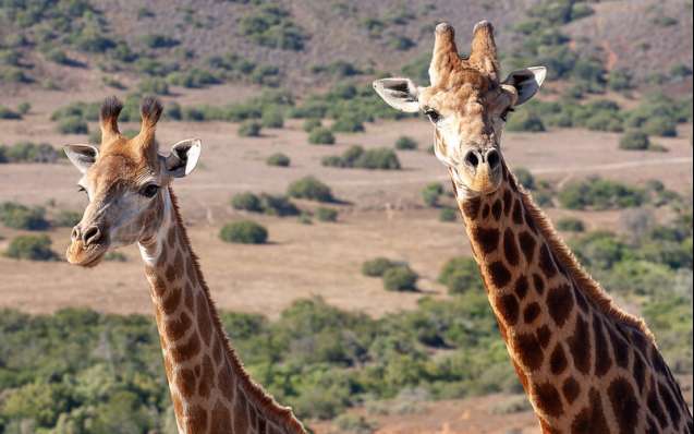 Amakhala giraffes