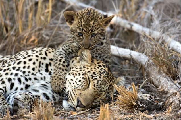 Female leopard and cub, Sabi Sands