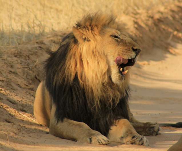 Kalahari lion