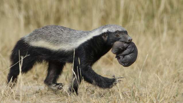 Kgalagadi honey badger